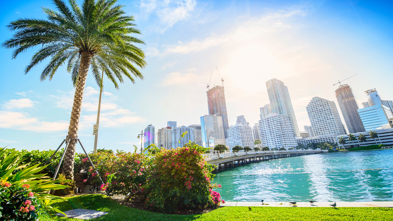 Miami skyline with a palm tree in the foreground and the sun above.