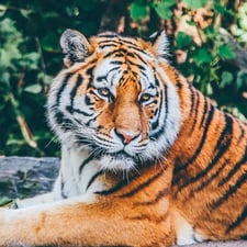 Bronx Zoo tiger