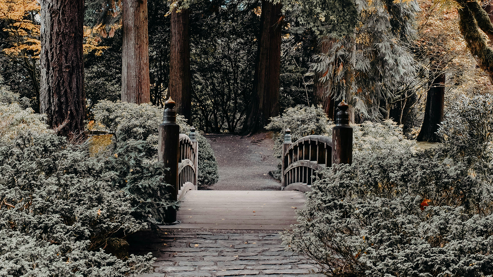 A trail in Forest Park in Portland Oregon